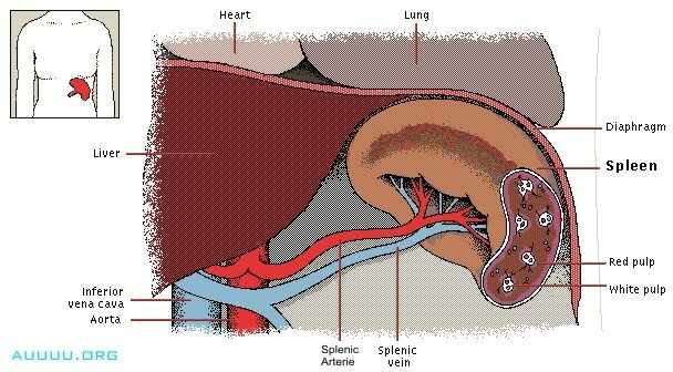 Spleen
